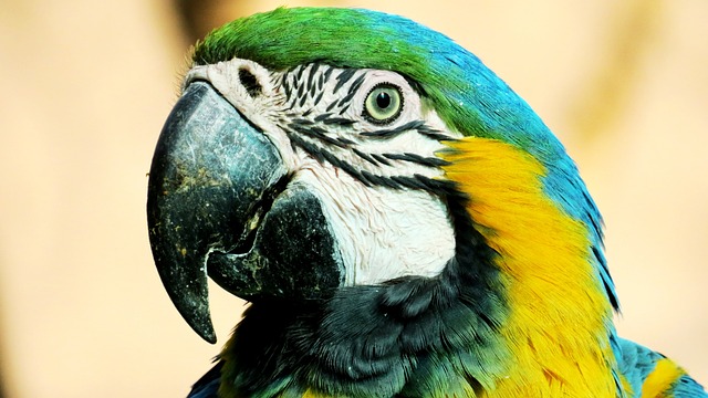 alternative text for accessibility an image of a macaw parrot